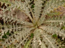 2013-08-18_Regina-F-Rau_Schachen_Blumen  (079).JPG